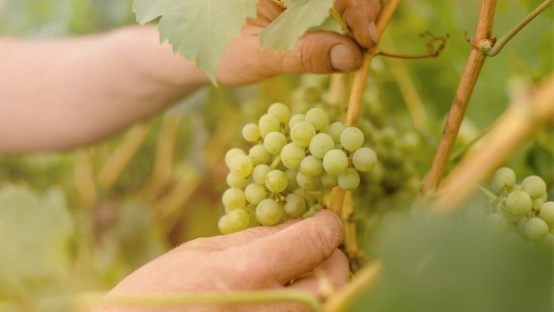 Herzinger Winery, © schwarz-koenig.at Herzinger Winery, © schwarz-koenig.at