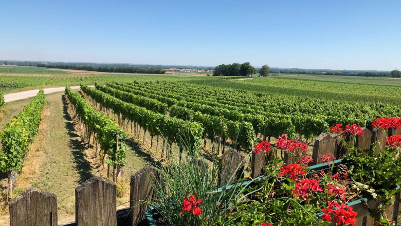 Denk wine tavern, © Donau Niederösterreich Vineyards with red flowers in the foreground and a clear sky.