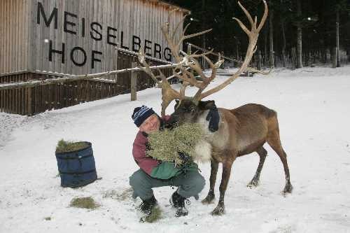 Meiselberghof, © Meiselberghof Person feeding reindeer with hay in the snow in front of a building labeled 'Meiselberghof'.