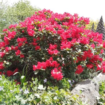 Rhododendron, © Ferienwohung Fuchs Rhododendron, © Ferienwohung Fuchs
