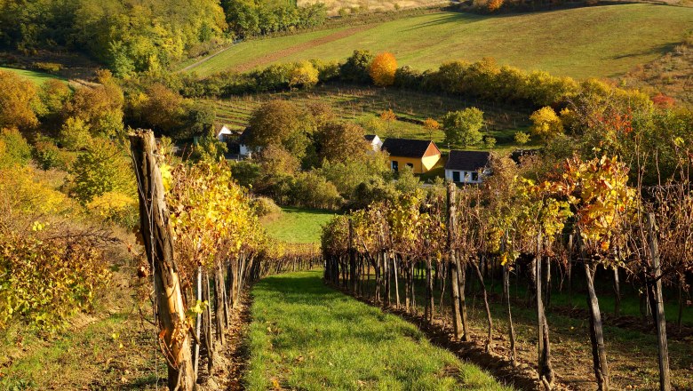 View of the vineyards, © M. Greil Vineyards in autumn with colorful foliage and small houses in the background.