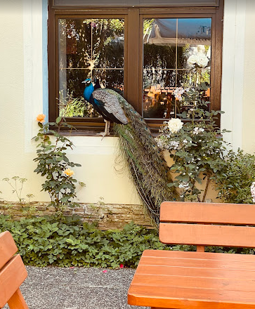 Arian Horn, © Reza Hosini/Arian Horn Arian Horn, © Reza Hosini/Arian Horn