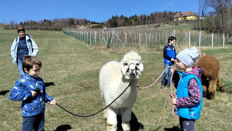 Have fun with the alpacas, © Naturpark Jauerling Wachau Have fun with the alpacas, © Naturpark Jauerling Wachau