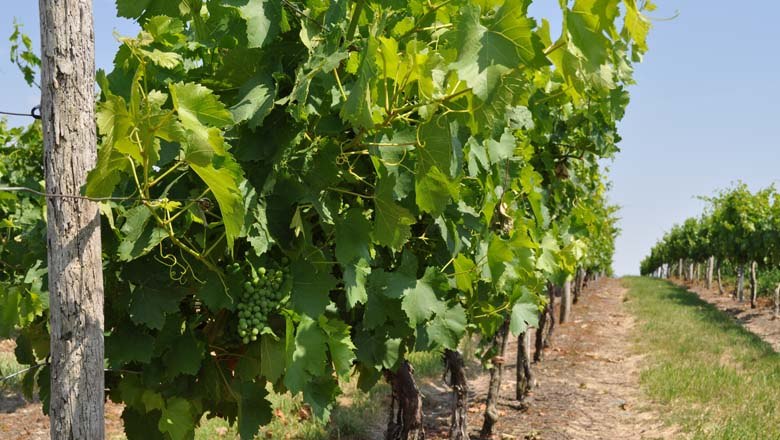 Vineyards around Spannberg, © Gemeinde Spannberg Vineyards around Spannberg, © Gemeinde Spannberg