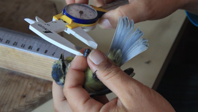 bird.show.places, © Brandstetter A person measures the wingspan of a small bird with a calliper.
