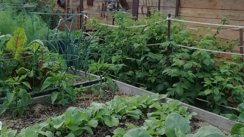 Vegetable beds, © Susanne Bleier A vegetable garden with various plants and a wooden fence in the background.