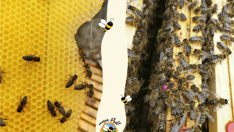 Where is the queen bee?, © Imkerei Pell Two pictures of bees on honeycombs and wooden frames, separated by a bee graphic.