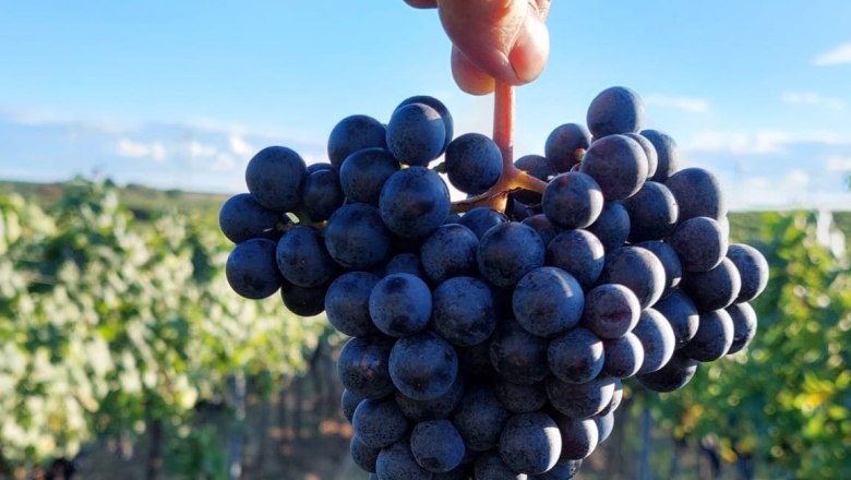 Winzerhof Semmler, © Winzerhof Semmler A hand holds a bunch of grapes in a vineyard under a blue sky.