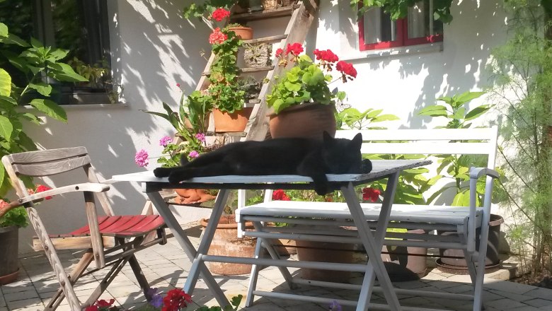 Relaxing in the courtyard, © Weinbau Wiesinger A black cat lies relaxed on a white table in a flowering courtyard.