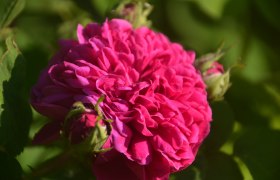 Rose blossom Wild meadow, © Brigitte Mahr Close-up of a pink rose blossom with green leaves in the background.