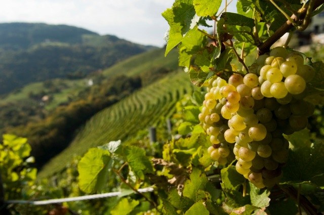 Viticulture, © Weingut Lehensteiner Grapes in the foreground with vineyards in the background.