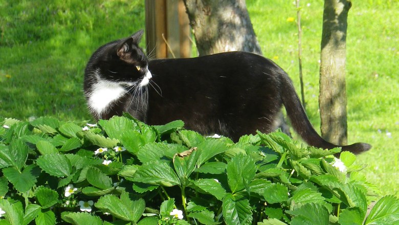 Schnurli on an exploratory tour, © Martina Bachzelt Schnurli on an exploratory tour, © Martina Bachzelt