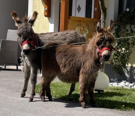 Miniature donkeys "Bella" and Little Pushkin", © Familie Heimberger Miniature donkeys "Bella" and Little Pushkin", © Familie Heimberger