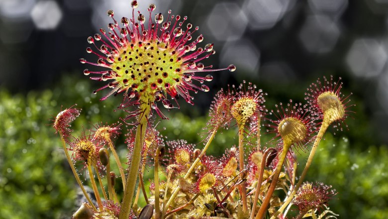 Carnivorous sundew, © Wolfgang Dolak Close-up of a carnivorous sundew plant with sticky drops on the tentacles.