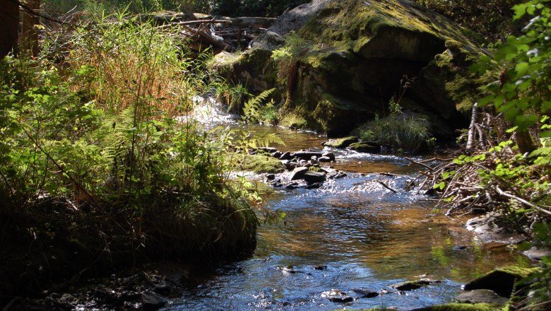 Market town of Waldhausen, © Marktgemeinde Waldhausen A small stream flows through a wooded area with moss and plants.