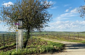 Crossroads with wayside shrine on the Postweg, © Weinstraße Weinviertel Vineyard landscape with signpost and tree in the Weinviertel, Austria.