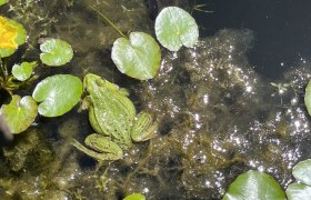 Sleeping Beauty Garden, © "Natur im Garten" A green frog sits on water plants in a pond, surrounded by lily pads and reflections of sunlight.