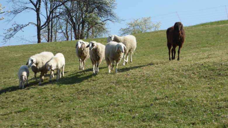 sheep, © Zulehen sheep, © Zulehen