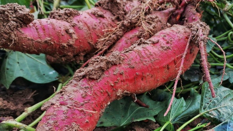 Etlinger Farm, © Bauernhof Etlinger Etlinger Farm, © Bauernhof Etlinger