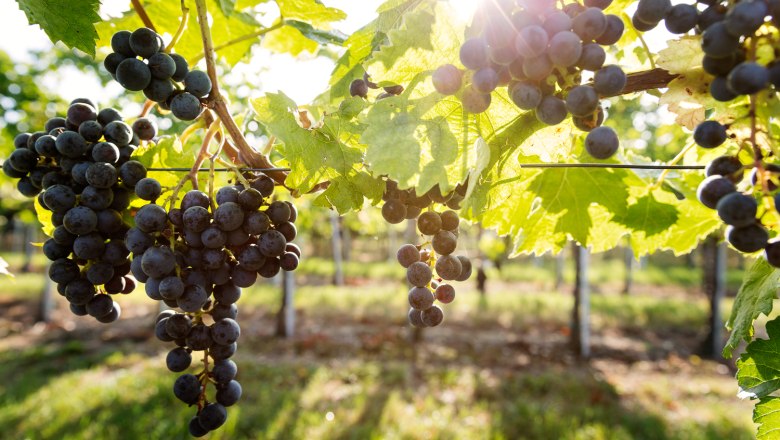 Vineyards, © TIRZA Photography Vineyards, © TIRZA Photography