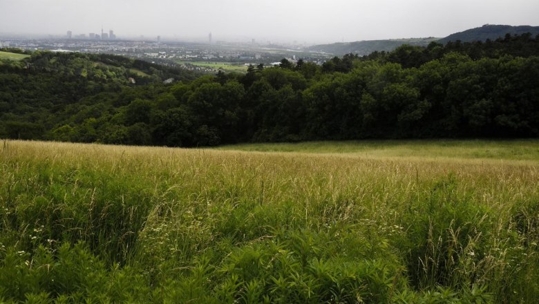 View from the Bisamberg, © LEADER-Region Weinviertel / Lahofer View of a green meadow with a forest in the background and a town in the distance.