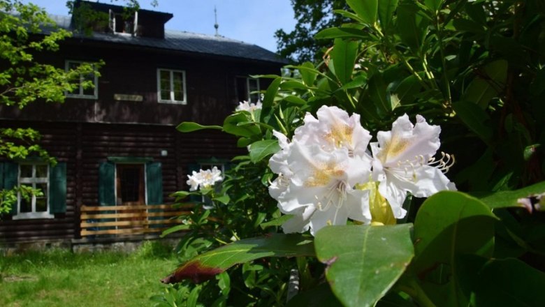 Rhododendron blossom, © Karin Stranz Close-up of blooming rhododendron in front of a wooden hut
