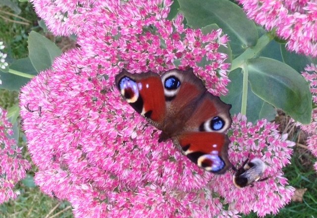 Food for butterflies, © Erika Pascher A butterfly and a bee on pink flowers.