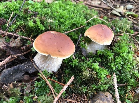 Searching for mushrooms, © U.E. Searching for mushrooms, © U.E.