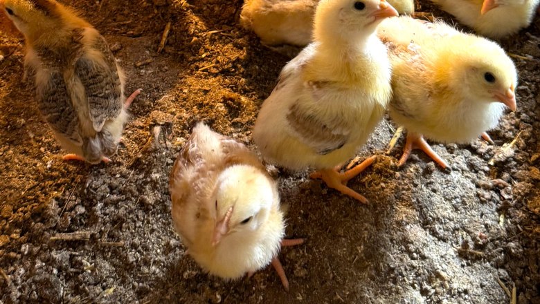 Chicks, © Höbarten Chicks, © Höbarten