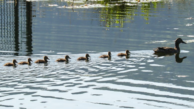 Ducks in the pond, © Familie Moser A mother duck swims in a pond with seven chicks.