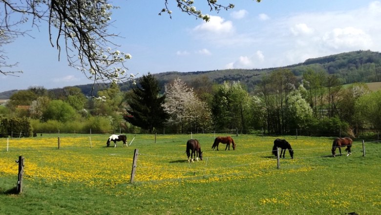 Horses, © Kogler Horses, © Kogler