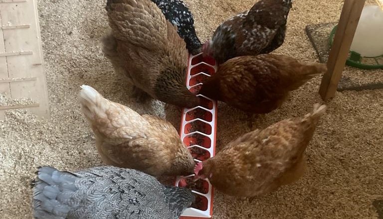 Chickens, © Friedlhof Chickens, © Friedlhof