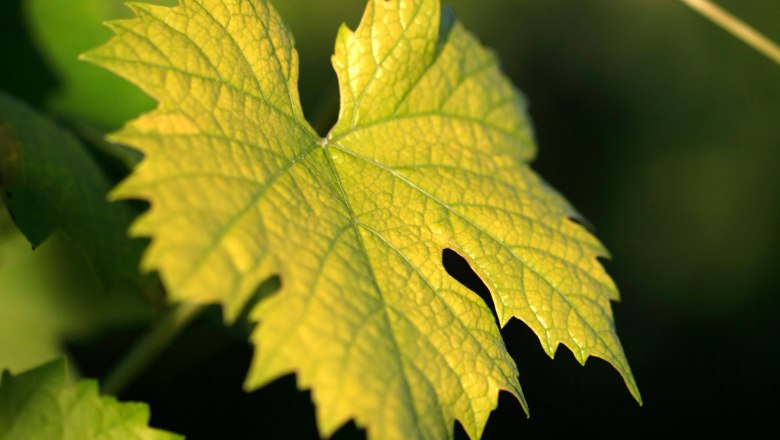 Vine leaves, © Weinviertel Tourismus / Christine Wurnig Close-up of a vine leaf in the sunlight.