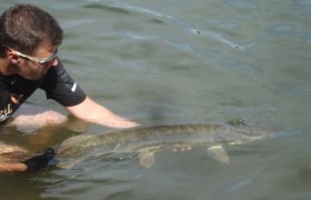 Catch&Relase Langau 2, © Hannes Messmann A man in the water carefully holds a large fish, presumably a pike, in the water.
