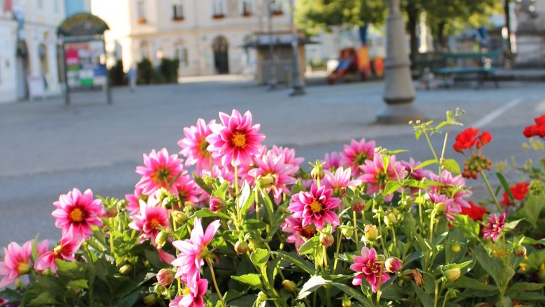 Main square, © Stadtgemeinde Neunkirchen Flowerbed with pink and yellow flowers in the foreground, buildings and trees in the background on a main square.