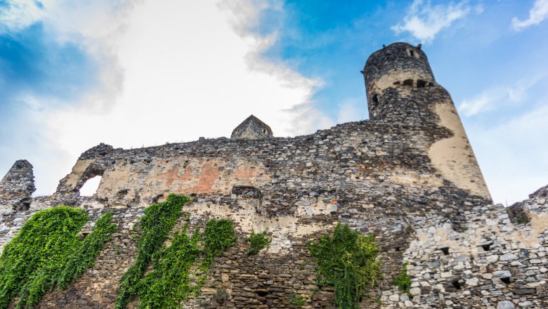 Senftenberg castle ruins 5, © Verein zur Erhaltung der Burgruine Senftenberg Ruins of Senftenberg Castle with overgrown stone wall and tower.