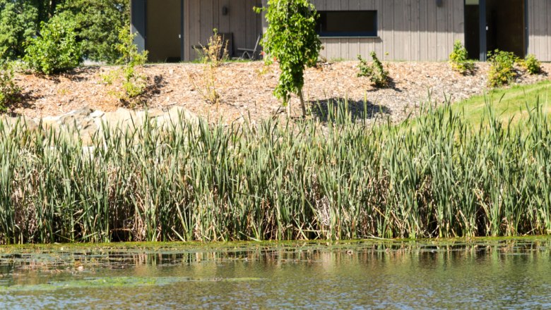 Lodge Libelle am Teich, © Familie Moser A modern building on the banks of a pond with reeds and a duck in the water.