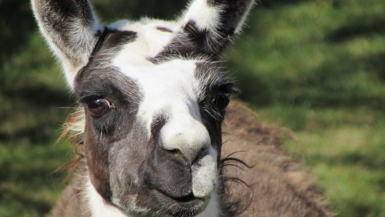 Llama, © Karin Rührer Close-up of a llama with brown and white fur and an attentive gaze.