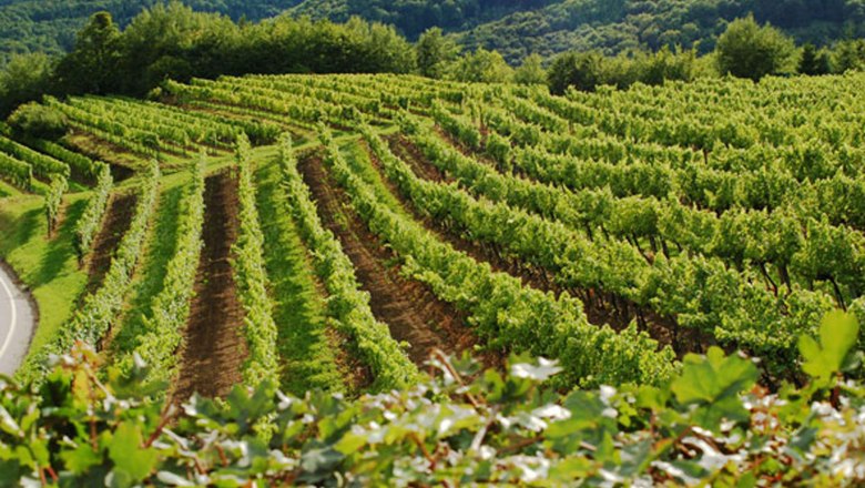 wachau vineyards, © Kowalski Vineyards in the Wachau with green vines and hills in the background.