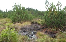Melon meadow, © Meloner Au Marshy landscape with pine trees and grass.