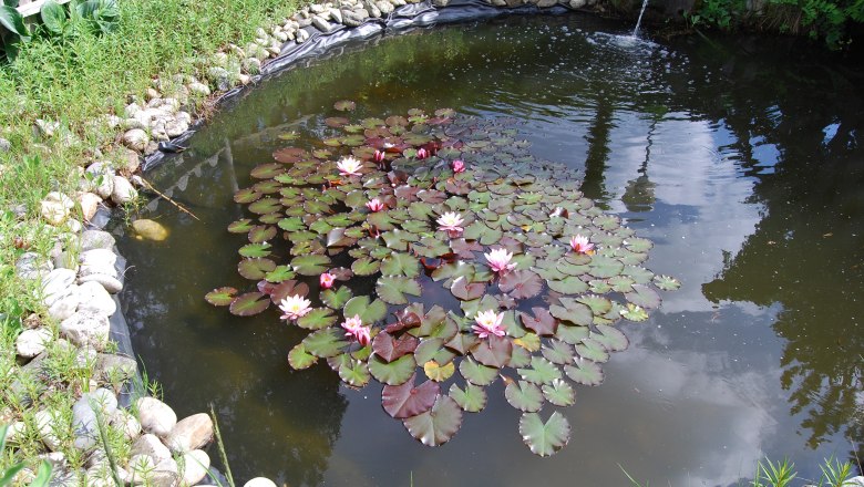 Garden pond, © Privatzimmer Fam. Glaser Garden pond, © Privatzimmer Fam. Glaser