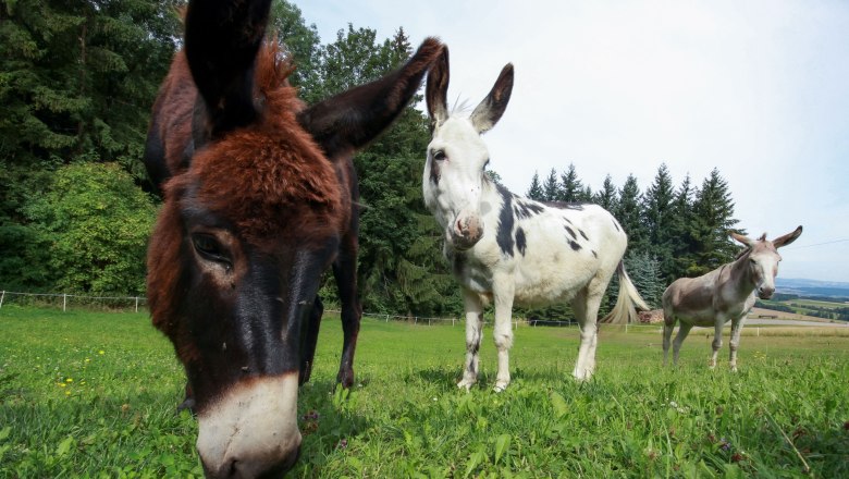 the-donkeys-in-the-pasture, © Karnerhof the-donkeys-in-the-pasture, © Karnerhof