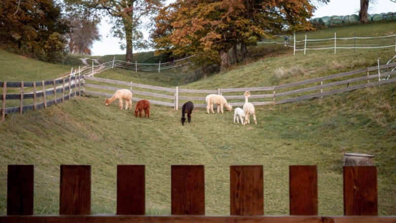 Alpacas on the pasture, © Wagner-Hubbauer Alpacas on the pasture, © Wagner-Hubbauer