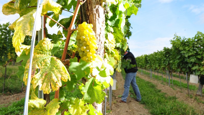 Winery Thomas Herndler, © Point of view-Robert Herbst Winery Thomas Herndler, © Point of view-Robert Herbst