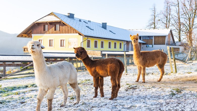 Alpacas, © Katrin Mayr Alpacas, © Katrin Mayr