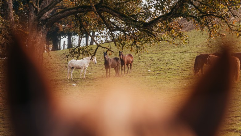 Wildlife park with 50 animal species, © Niederösterreich Werbung/Daniela Führer Horses on a meadow in a wildlife park, a horse's head out of focus in the foreground.