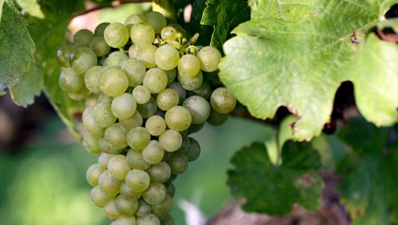Vine with grape, © Weinviertel Tourismus / Christine Wurnig Close-up of a green bunch of grapes on a vine with green leaves.