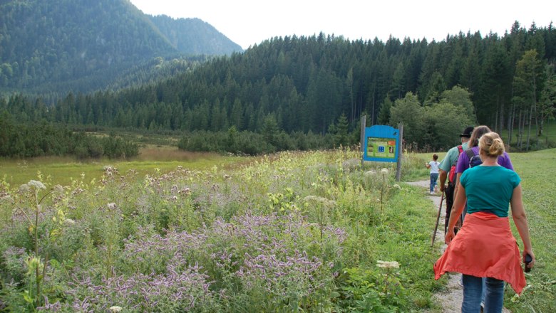 The Leckermoor on Hochreit, © fotosoos.at Group of hikers on a path through a flowering meadow with mountains in the background.