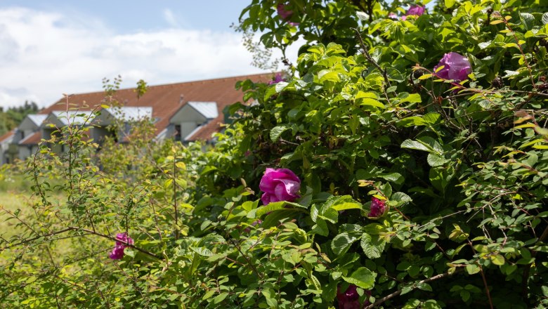 Spacious garden, © ÖJAB Waldpension A flowering shrub with pink blossoms in the foreground, houses with red roofs can be seen in the background.
