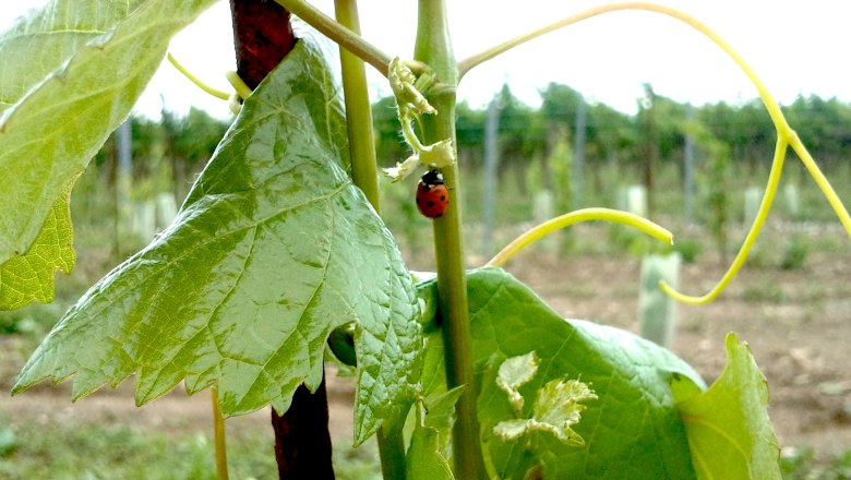 Vineyards, © Dersch A ladybug on a vine in a vineyard.